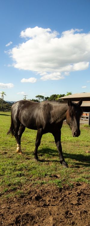 A HORSE WITH NO NAME