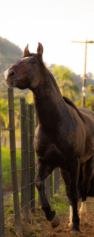 A HORSE WITH NO NAME 2