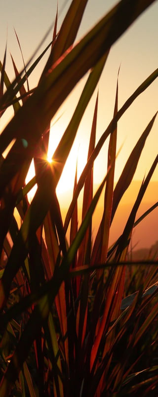 O SOL DO CAMPO