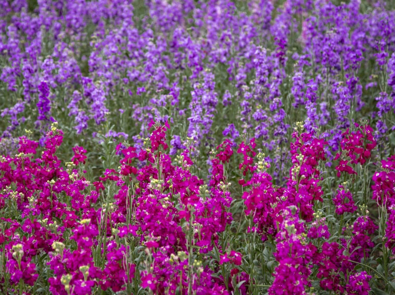 ROXO E ROSA