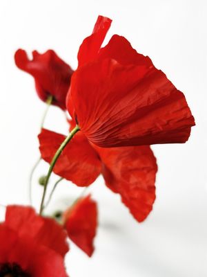 POPPIES (1)