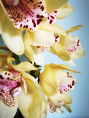 GOLDEN ORCHIDS