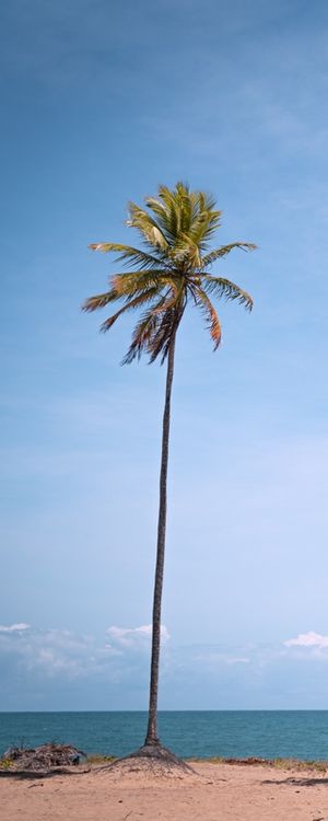 COQUEIRO SOLITÁRIO AO MAR