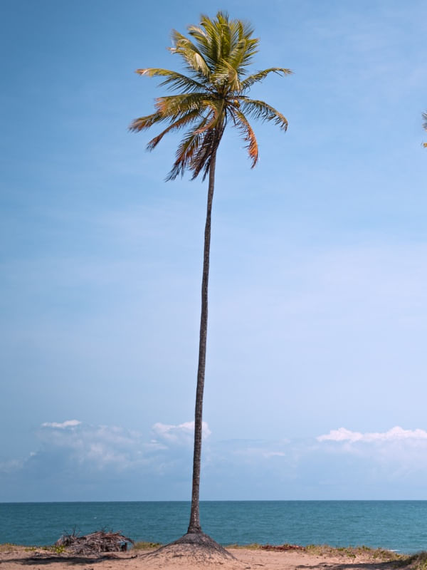 COQUEIRO SOLITÁRIO AO MAR 2