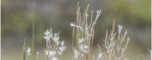 _FLOR(ZINHA) BRANCA_ PANORÂMICO
