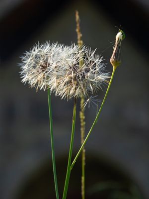 MACRO LIFE