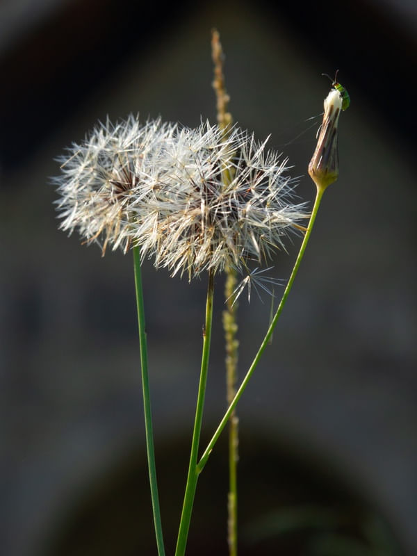 MACRO LIFE