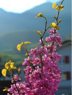 FLORES AO REDOR DO MUNDO