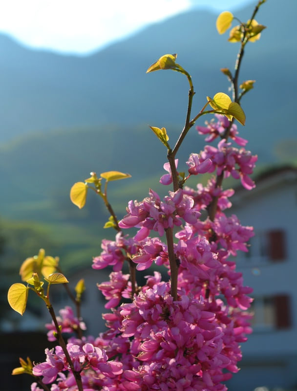 FLORES AO REDOR DO MUNDO