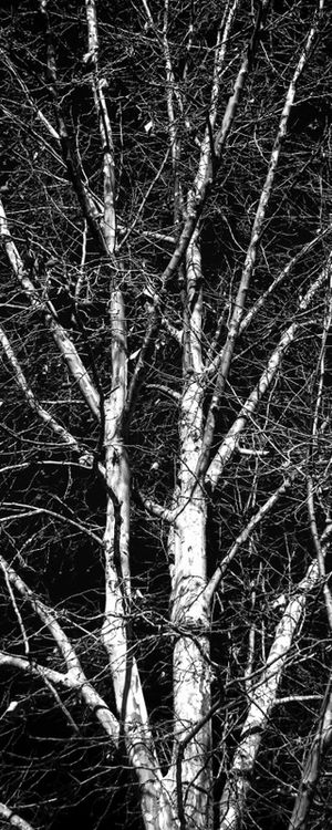 ARVORE ABSTRATA