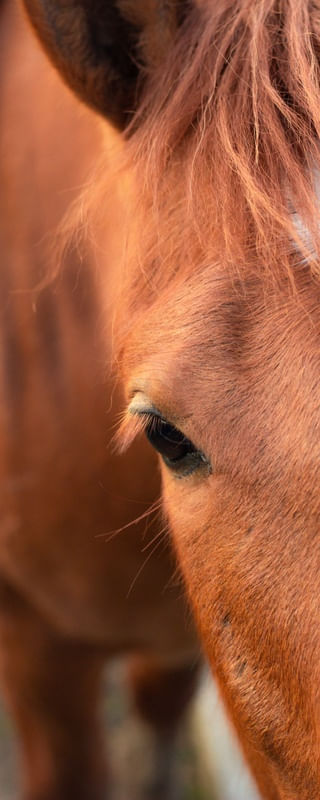 A HORSE WITH NO NAME 3