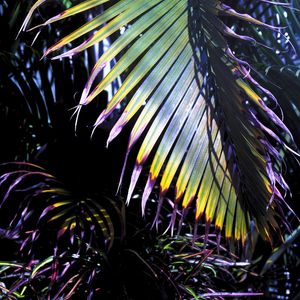 NATUREZA N°1