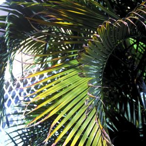 NATUREZA N°2