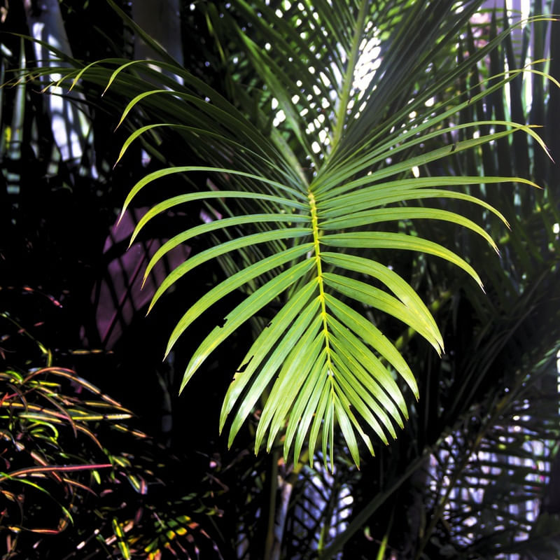 NATUREZA N°3