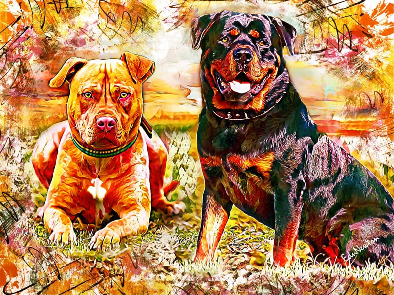 ROTTWEILER E PITBULL
