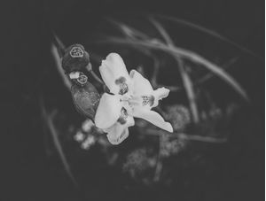 FLOR 1