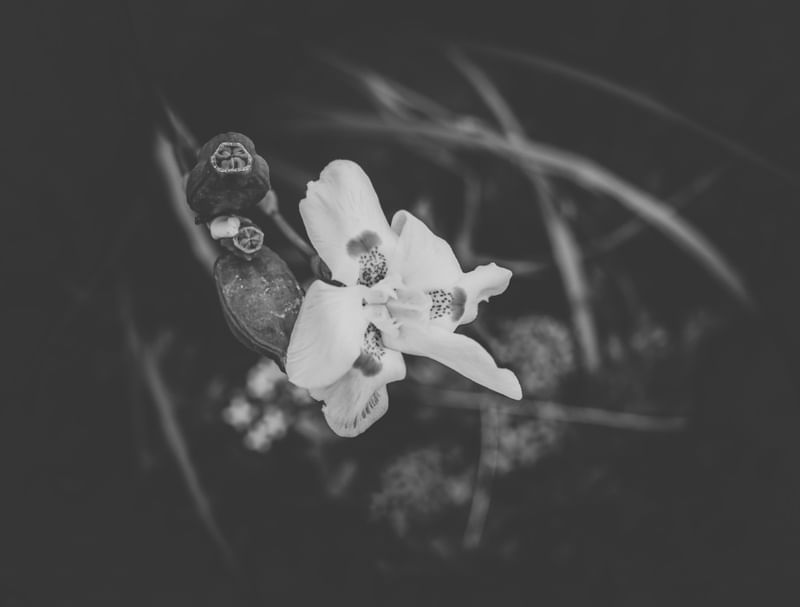 FLOR 1