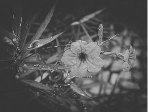 FLOR PB 3