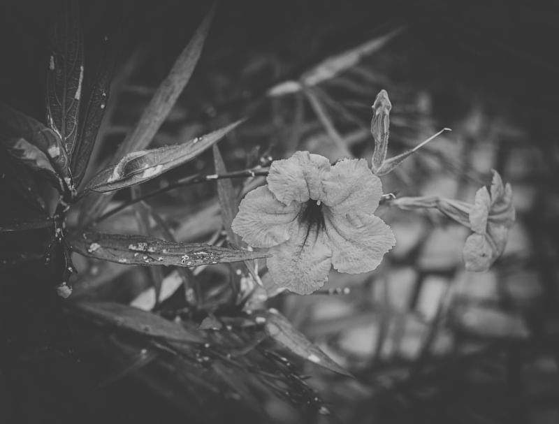 FLOR PB 3