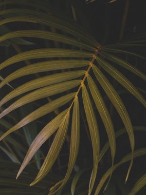 FOLIAGE A