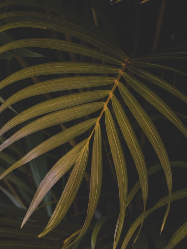 FOLIAGE A