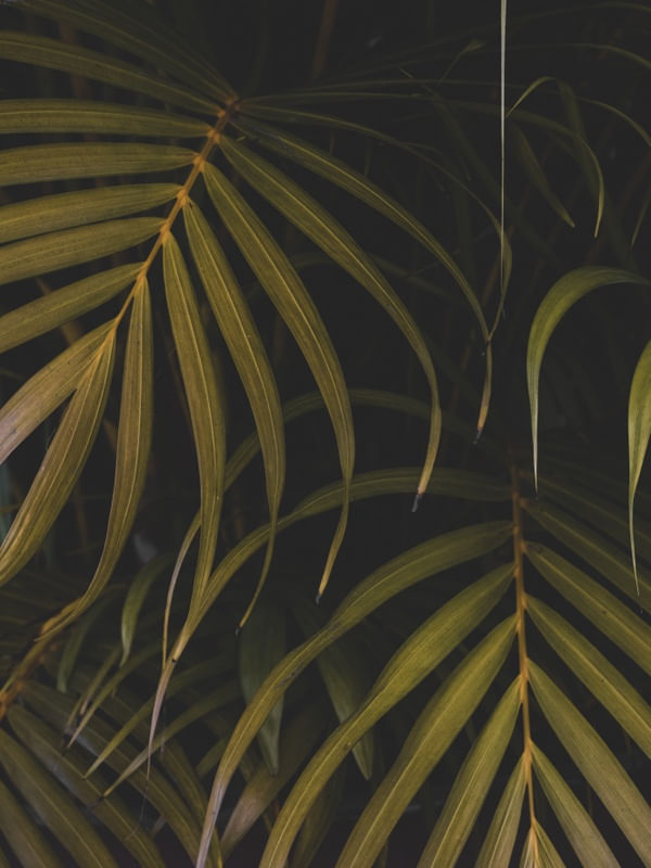 FOLIAGE B