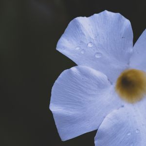 GOTA NA PETALA