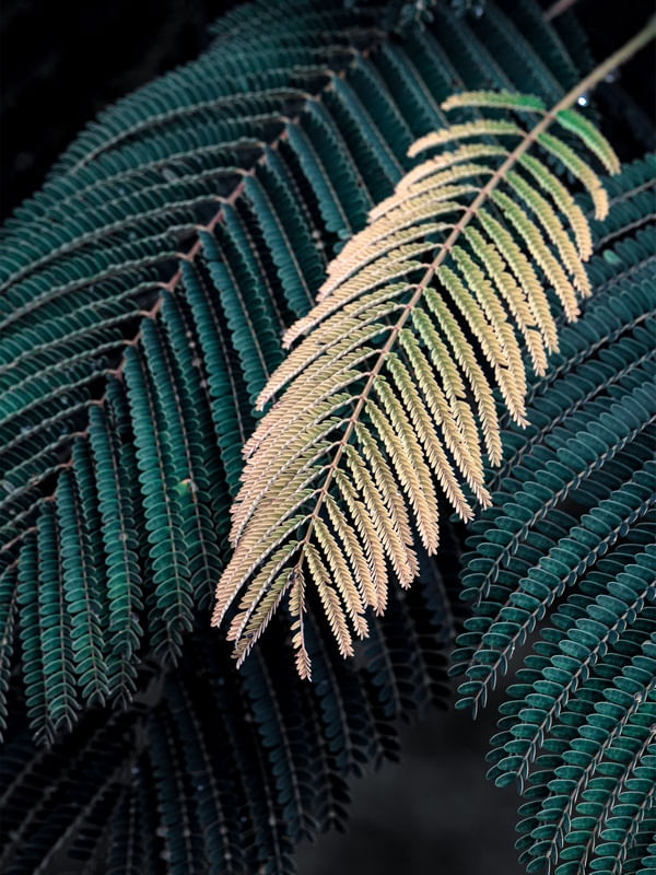 FOLIAGE C