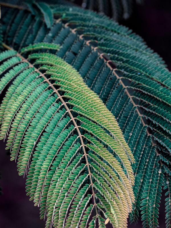FOLIAGE D