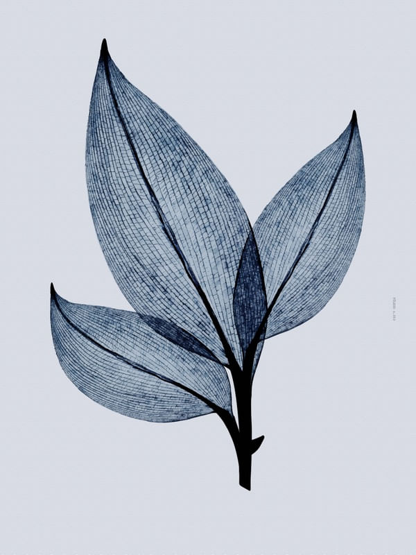 FÔLEGO N.053
