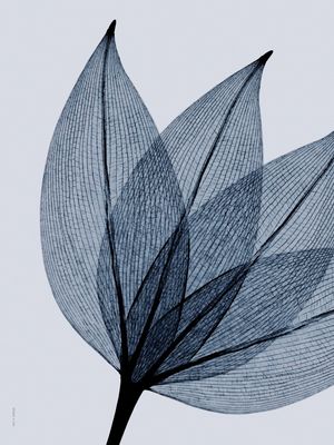 FÔLEGO N.054