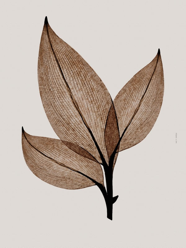 FÔLEGO N.056