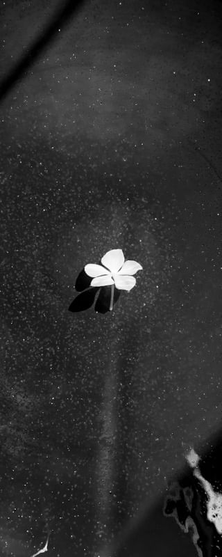 FLOR MONOCROMÁTICA