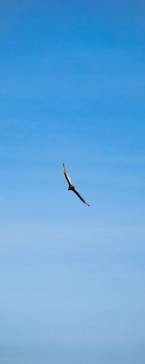 FLY 3