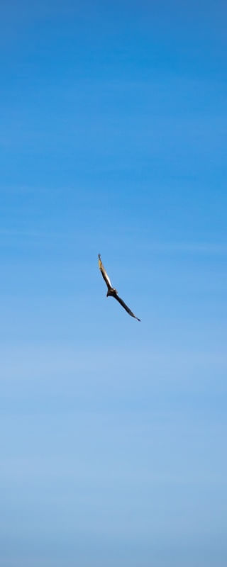 FLY 3