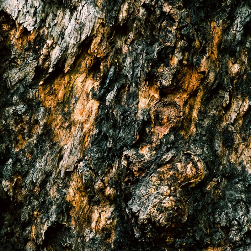 TEXTURA D'ARVORE (Q)