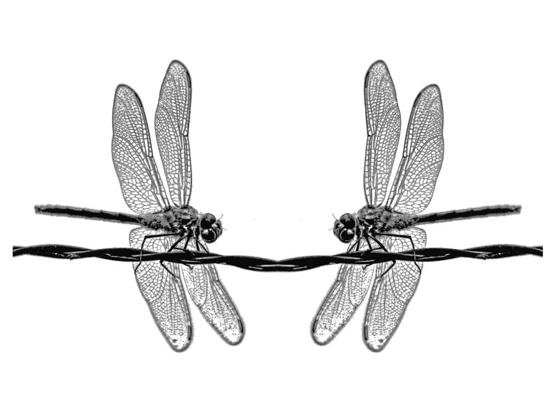 LIBÉLULA 43UA