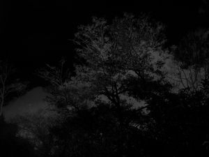 SILVER DARK FOG 2