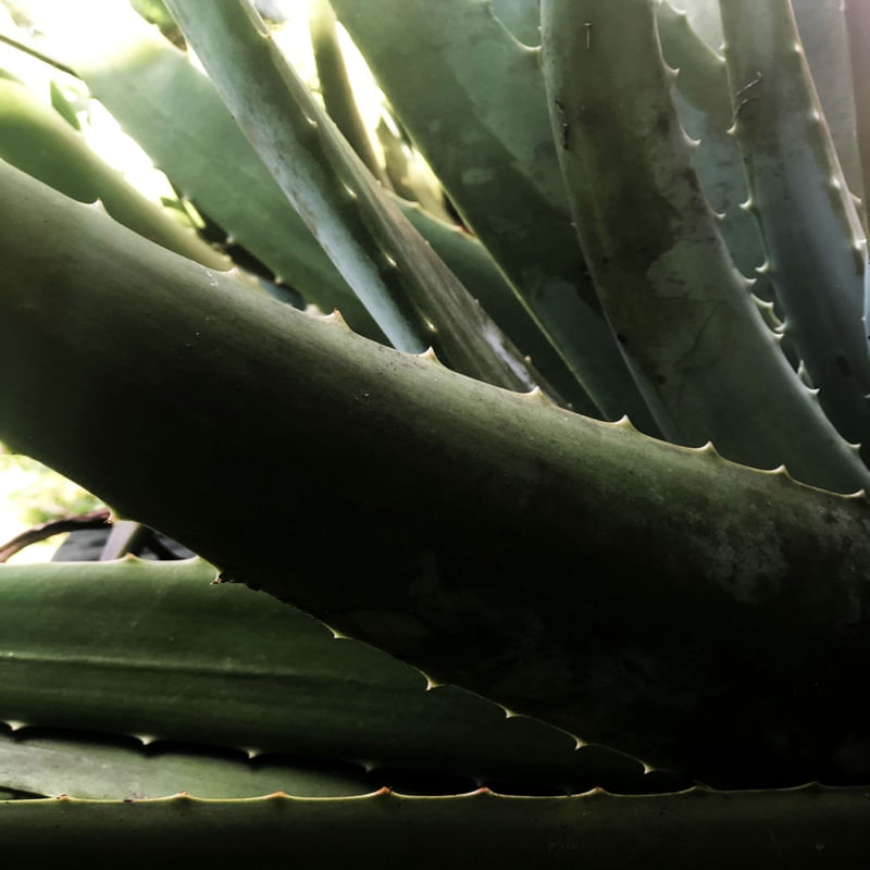 VERDE I