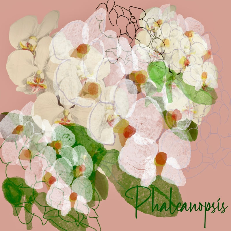 PHALEANOPSIS