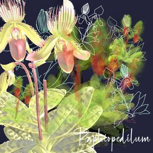 PAPHIOPEDILUM ORCHID