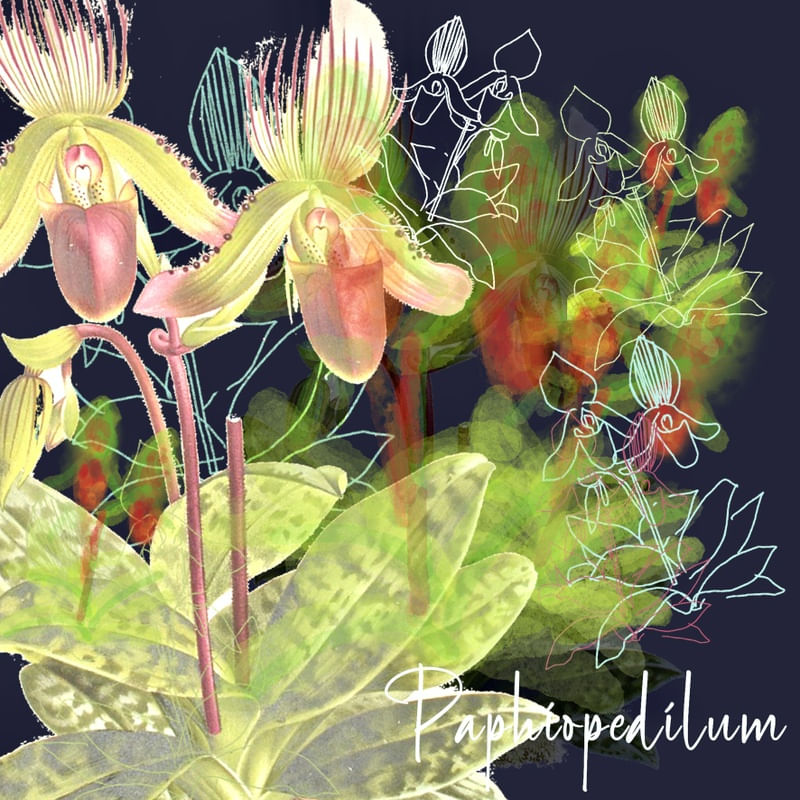 PAPHIOPEDILUM ORCHID