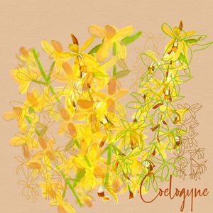 COELOGYNE