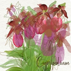 CYPRIPEDIUM