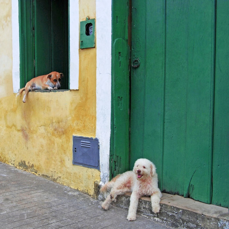 CACHORROS NA JANELA