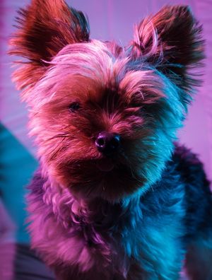 YORKSHIRE NEON
