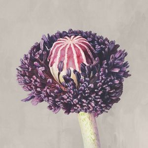 RARE FLOWERS 1