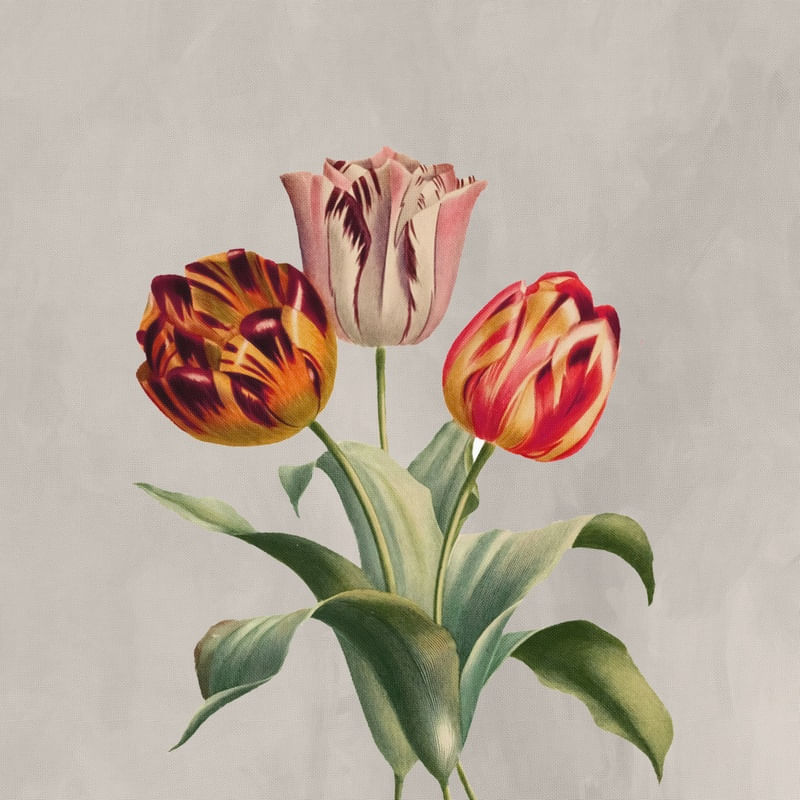 RARE FLOWERS 2