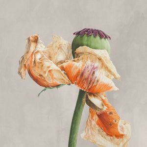 RARE FLOWERS 4