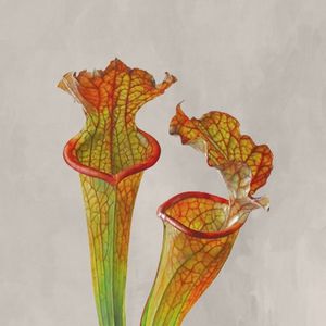 RARE FLOWERS 9